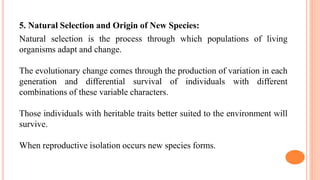 5. Natural Selection and Origin of New Species:
Natural selection is the process through which populations of living
organisms adapt and change.
The evolutionary change comes through the production of variation in each
generation and differential survival of individuals with different
combinations of these variable characters.
Those individuals with heritable traits better suited to the environment will
survive.
When reproductive isolation occurs new species forms.
 