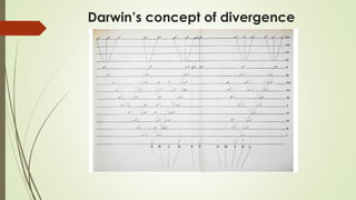 Darwin’s concept of divergence
 