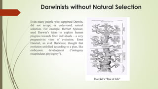 Darwinists without Natural Selection
Even many people who supported Darwin,
did not accept, or understand, natural
selection. For example, Herbert Spencer,
used Darwin’s ideas to explain human
progress towards fitter individuals – a very
progressivist view of evolution. Ernst
Haeckel, an avid Darwinist, thought that
evolution unfolded according to a plan, like
embryonic development (“ontogeny
recapitulates phylogeny”).
 