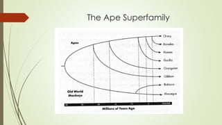 The Ape Superfamily
 
