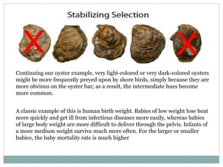Continuing our oyster example, very light-colored or very dark-colored oysters
might be more frequently preyed upon by shore birds, simply because they are
more obvious on the oyster bar; as a result, the intermediate hues become
more common.
A classic example of this is human birth weight. Babies of low weight lose heat
more quickly and get ill from infectious diseases more easily, whereas babies
of large body weight are more difficult to deliver through the pelvis. Infants of
a more medium weight survive much more often. For the larger or smaller
babies, the baby mortality rate is much higher
 