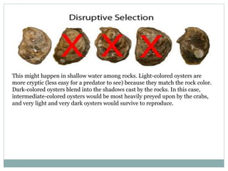 This might happen in shallow water among rocks. Light-colored oysters are
more cryptic (less easy for a predator to see) because they match the rock color.
Dark-colored oysters blend into the shadows cast by the rocks. In this case,
intermediate-colored oysters would be most heavily preyed upon by the crabs,
and very light and very dark oysters would survive to reproduce.
 