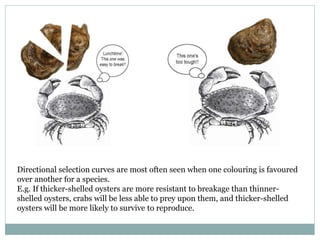 Directional selection curves are most often seen when one colouring is favoured
over another for a species.
E.g. If thicker-shelled oysters are more resistant to breakage than thinner-
shelled oysters, crabs will be less able to prey upon them, and thicker-shelled
oysters will be more likely to survive to reproduce.
 