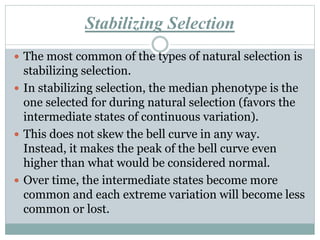 Stabilizing Selection
 The most common of the types of natural selection is
stabilizing selection.
 In stabilizing selection, the median phenotype is the
one selected for during natural selection (favors the
intermediate states of continuous variation).
 This does not skew the bell curve in any way.
Instead, it makes the peak of the bell curve even
higher than what would be considered normal.
 Over time, the intermediate states become more
common and each extreme variation will become less
common or lost.
 