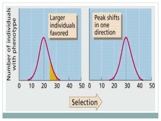 Natural Selection Graph