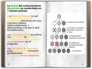 La  teoría  del evolucionismo  darwinista  se sustentaba en  3  fuertes pilares: -  La  Selección Natural , la cual  actúa mediante factores ambientales , eliminando así a los individuos dotados desfavorablemente, y seleccionando a los que lo está favorablemente. -La  herencia genética ; que afirma que  se heredan  los  caracteres inscritos en el material genético ,  no los adquiridos  por el progenitor. -La  variabilidad de caracteres ; pues  los caracteres  heredados genéticamente  cambian debido a mutaciones ,  no a la adaptación . 3 4 