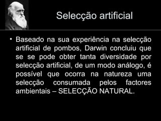 Selecção artificial Baseado na sua experiência na selecção artificial de pombos, Darwin concluiu que se se pode obter tanta diversidade por selecção artificial, de um modo análogo, é possível que ocorra na natureza uma selecção consumada pelos factores ambientais – SELECÇÃO NATURAL. 