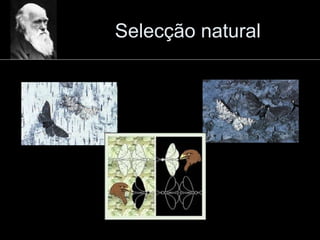 Selecção natural 