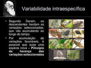 Variabilidade intraespecífica Segundo Darwin, os descendentes herdam as variações seleccionadas, que vão acumulando ao longo do tempo. Por acumulação de variações favoráveis, é possível que surja uma espécie nova –  Princípio da herança das variações seleccionadas 
