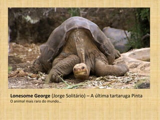 Lonesome George  (Jorge Solitário) – A última tartaruga Pinta O animal mais raro do mundo… 