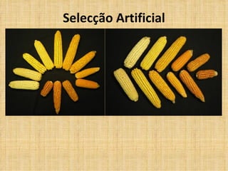 Selecção Artificial 