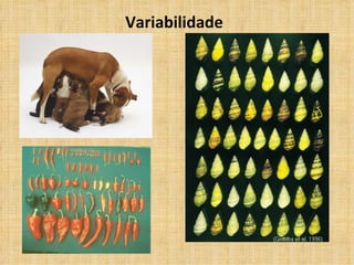 Variabilidade 