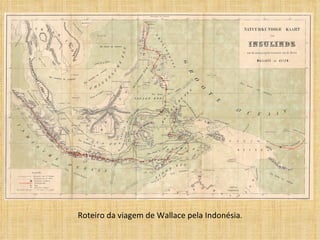 Roteiro da viagem de Wallace pela Indonésia . 