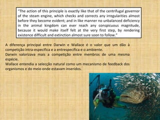 “ The action of this principle is exactly like that of the centrifugal governor of the steam engine, which checks and corrects any irregularities almost before they become evident; and in like manner no unbalanced deficiency in the animal kingdom can ever reach any conspicuous magnitude, because it would make itself felt at the very first step, by rendering existence difficult and extinction almost sure soon to follow.” A diferença principal entre Darwin e Wallace é o valor que um dão à competição intra-especifica e a entrespecifica e o ambiente. Darwin valorizava mais a competição entre membros de uma mesma espécie. Wallace entendia a selecção natural como um mecanismo de feedback dos organismos e do meio onde estavam inseridos. 