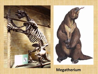 Megatherium 