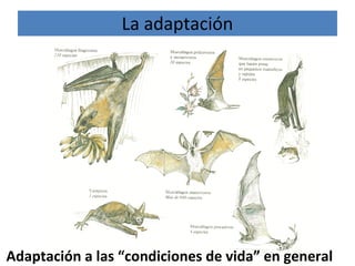 Adaptación a las “condiciones de vida” en general
La adaptación
 