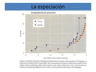 La especiación
Gradualismo en pinzones
 