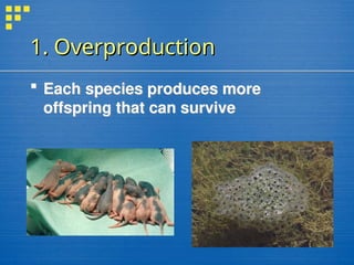 1. Overproduction
1. Overproduction
 Each species produces more
offspring that can survive
 