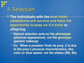 4. Selection
4. Selection
 The individuals with the best traits /
best traits /
adaptations will survive and have the
adaptations will survive and have the
opportunity to pass on it’s traits
opportunity to pass on it’s traits to
offspring.
 Natural selection acts on the phenotype
(physical appearance), not the genotype
(genetic makeup)
 Ex: When a predator finds its prey, it is due
to the prey’s physical characteristics, like
color or slow speed, not the alleles (BB, Bb)
 