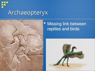 Archaeopteryx
 Missing link between
reptiles and birds
 