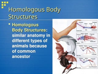 Homologous Body
Homologous Body
Structures
Structures
 Homologous
Homologous
Body Structures
Body Structures:
similar anatomy in
different types of
animals because
of common
ancestor
 
