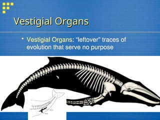 Vestigial Organs
Vestigial Organs
 Vestigial Organs: “leftover” traces of
evolution that serve no purpose
 
