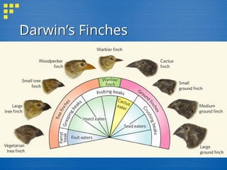 Darwin’s Finches
 