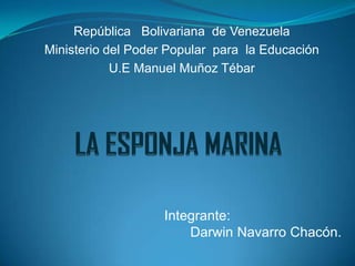 República   Bolivariana  de Venezuela   Ministerio del Poder Popular  para  la Educación  U.E Manuel Muñoz Tébar LA ESPONJA MARINA Integrante:  Darwin Navarro Chacón. 
