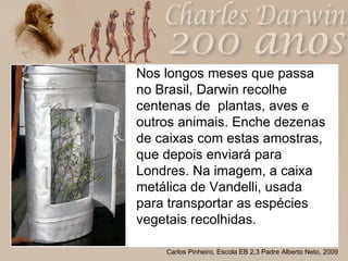Nos longos meses que passa no Brasil, Darwin recolhe centenas de  plantas, aves e outros animais. Enche dezenas de caixas com estas amostras, que depois enviará para Londres. Na imagem, a caixa metálica de Vandelli, usada para transportar as espécies vegetais recolhidas. 