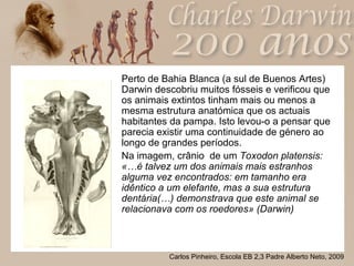 Perto de Bahia Blanca (a sul de Buenos Artes) Darwin descobriu muitos fósseis e verificou que os animais extintos tinham mais ou menos a mesma estrutura anatómica que os actuais habitantes da pampa. Isto levou-o a pensar que parecia existir uma continuidade de género ao longo de grandes períodos. Na imagem, crânio  de um   Toxodon platensis: «…é talvez um dos animais mais estranhos alguma vez encontrados: em tamanho era idêntico a um elefante, mas a sua estrutura dentária(…) demonstrava que este animal se relacionava com os roedores» (Darwin) 