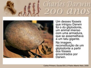 Um desses fósseis  que intrigou Darwin foi o do gliptodonte, um animal imenso com uma armadura, que se assemelhava a um tatu gigante.  Na imagem, reconstituição de um gliptodonte a partir dos fósseis encontrados por Darwin.  