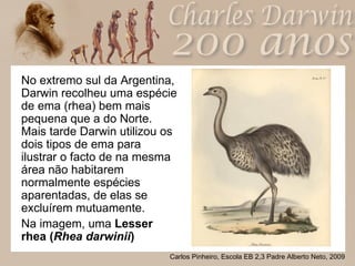 No extremo sul da Argentina, Darwin recolheu uma espécie de ema (rhea) bem mais pequena que a do Norte. Mais tarde Darwin utilizou os dois tipos de ema para ilustrar o facto de na mesma área não habitarem normalmente espécies aparentadas, de elas se excluírem mutuamente. Na imagem, uma  Lesser rhea ( Rhea darwinii ) 