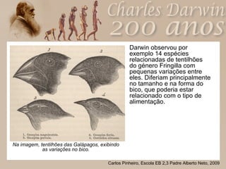 Darwin observou por exemplo 14 espécies relacionadas de tentilhões do género Fringilla com pequenas variações entre eles. Diferiam principalmente no tamanho e na forma do bico, que poderia estar relacionado com o tipo de alimentação. Na imagem, tentilhões das Galápagos, exibindo as variações no bico. 