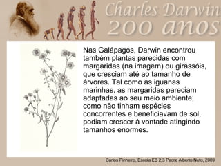 Nas Galápagos, Darwin encontrou também plantas parecidas com margaridas (na imagem) ou girassóis, que cresciam até ao tamanho de árvores. Tal como as iguanas marinhas, as margaridas pareciam adaptadas ao seu meio ambiente; como não tinham espécies concorrentes e beneficiavam de sol, podiam crescer à vontade atingindo tamanhos enormes. 