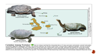 Darwins-theory. charles darwin journey in the world | PPTX