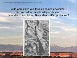 In de wereld zijn veel fossiele bomen gevonden  die dwars door steenkoollagen steken.  Hieronder zo een boom.  Deze staat zelfs op zijn kop! 