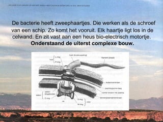 De bacterie heeft zweephaartjes. Die werken als de schroef van een schip. Zo komt het vooruit. Elk haartje ligt los in de celwand. En zit vast aan een heus bio-electrisch motortje.  Onderstaand de uiterst complexe bouw.   