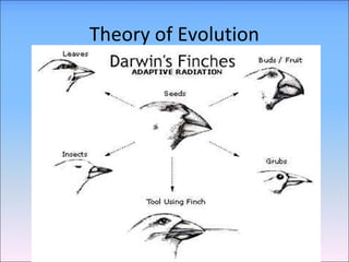 Darwin’s theory Maria Vrettou | PPT