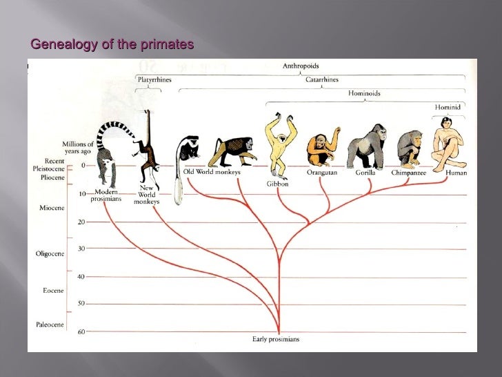 Darwin’s theory of evolution