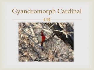 Gyandromorph Cardinal 
 
 