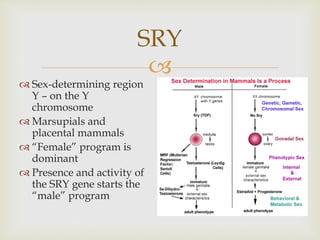 SRY 
 
 Sex-determining region 
Y – on the Y 
chromosome 
 Marsupials and 
placental mammals 
 “Female” program is 
dominant 
 Presence and activity of 
the SRY gene starts the 
“male” program 
 