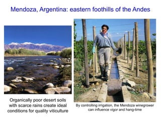 Mendoza, Argentina: eastern foothills of the Andes
Organically poor desert soils
with scarce rains create ideal
conditions for quality viticulture
By controlling irrigation, the Mendoza winegrower
can influence vigor and hang-time
 