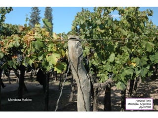 Mendoza Malbec Harvest Time
Mendoza, Argentina
April 2006
 