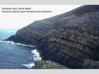 Cambrian rocks, North Wales
Poorly fossiliferous dark siltstones and sandstones
 