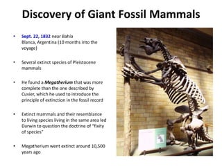 Discovery of Giant Fossil Mammals
• Sept. 22, 1832 near Bahía
Blanca, Argentina (10 months into the
voyage)
• Several extinct species of Pleistocene
mammals
• He found a Megatherium that was more
complete than the one described by
Cuvier, which he used to introduce the
principle of extinction in the fossil record
• Extinct mammals and their resemblance
to living species living in the same area led
Darwin to question the doctrine of “fixity
of species”
• Megatherium went extinct around 10,500
years ago
 