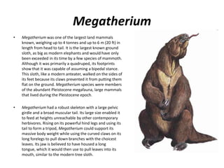 Megatherium
• Megatherium was one of the largest land mammals
known, weighing up to 4 tonnes and up to 6 m (20 ft) in
length from head to tail. It is the largest known ground
sloth, as big as modern elephants and would have only
been exceeded in its time by a few species of mammoth.
Although it was primarily a quadruped, its footprints
show that it was capable of assuming a bipedal stance.
This sloth, like a modern anteater, walked on the sides of
its feet because its claws prevented it from putting them
flat on the ground. Megatherium species were members
of the abundant Pleistocene megafauna, large mammals
that lived during the Pleistocene epoch.
• Megatherium had a robust skeleton with a large pelvic
girdle and a broad muscular tail. Its large size enabled it
to feed at heights unreachable by other contemporary
herbivores. Rising on its powerful hind legs and using its
tail to form a tripod, Megatherium could support its
massive body weight while using the curved claws on its
long forelegs to pull down branches with the choicest
leaves. Its jaw is believed to have housed a long
tongue, which it would then use to pull leaves into its
mouth, similar to the modern tree sloth.
 