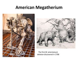 American Megatherium
The first M. americanum
skeleton discovered in 1798
 