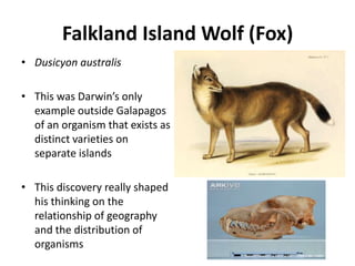 Falkland Island Wolf (Fox)
• Dusicyon australis
• This was Darwin’s only
example outside Galapagos
of an organism that exists as
distinct varieties on
separate islands
• This discovery really shaped
his thinking on the
relationship of geography
and the distribution of
organisms
 