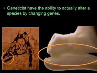• Geneticist have the ability to actually alter a
species by changing genes.
 