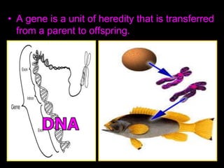 • A gene is a unit of heredity that is transferred
from a parent to offspring.
 
